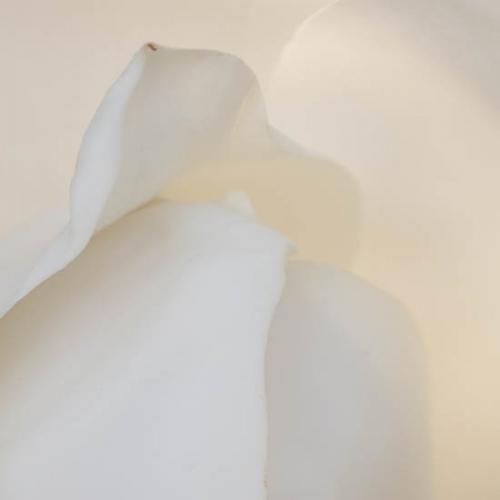 Abstract;Abstraction;Bloom;Blossom;Blossoms;Close-up;Flower;Floweret;Flowering;Flowers;Green;Magnolia;Oneness;Pattern;Petal;Plant;Shape;bloom;botanical;bud;cream;creamy;flora;floral